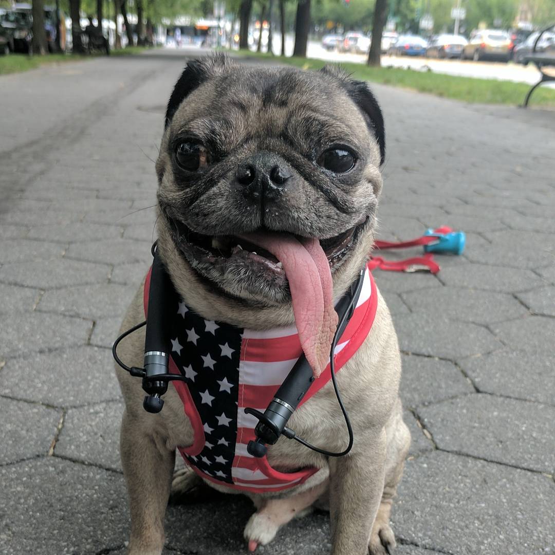 Vi_Trainer's tweet photo. We asked our #dogs to send us selfies for national #BringYourDogToWorkDay 🐶 Share yours! #ViPets #thebrooklynpug https://t.co/xCWLVBmowA