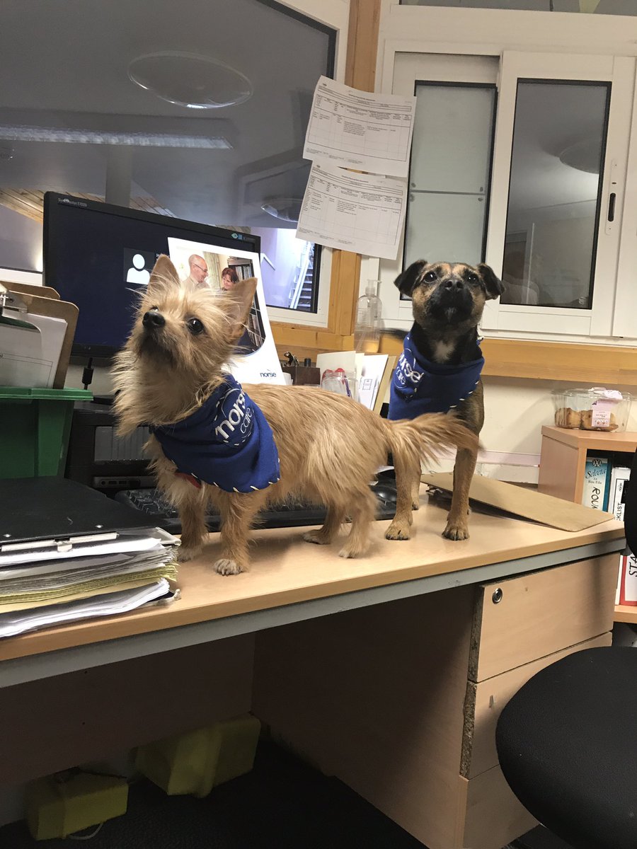 Popupcandyshack's tweet photo. Take your dog to work day! #buddy #pip #TakeYourDogToWorkDay https://t.co/JR2gMREWDk