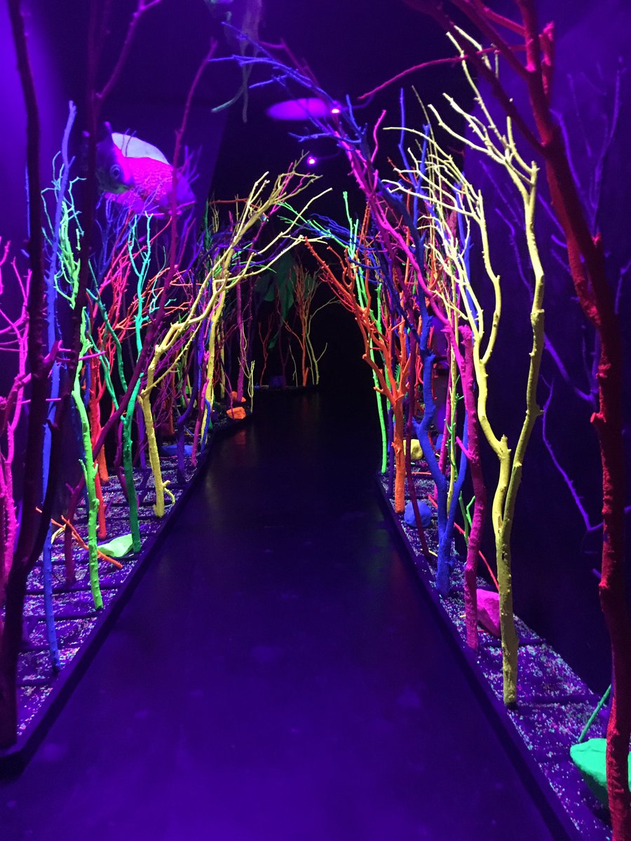 Meow wolf