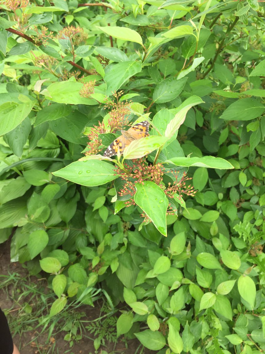 Chine Drive PS tweet media