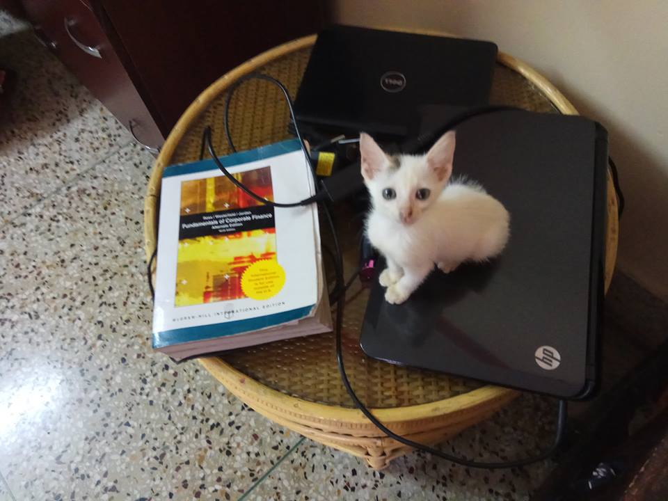 LargestCatBreed's tweet photo. #CuteKittens 
she loves to sit on my laptop https://t.co/4lDDiIpeFD