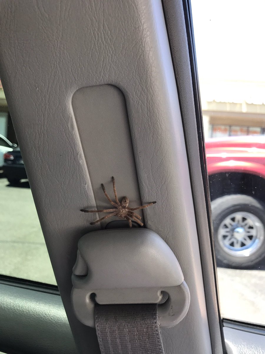 nessacapozzoli's tweet photo. this was in my car.. I guess I should've rted that shit when it says if u don't rt it it will happen to you that's shit ain't lyin https://t.co/pFWNYtaGr9
