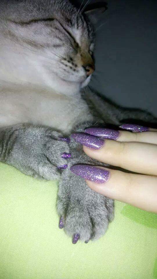 Is It Safe To Paint Your Cat's Nails? - The Dodo