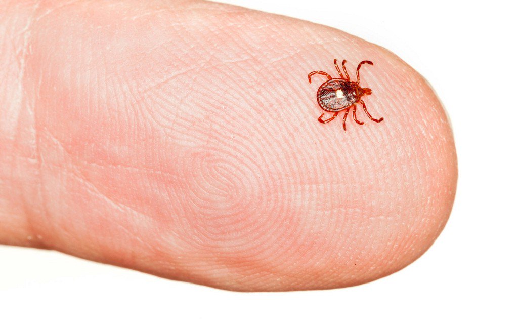 The tick that makes people allergic to red meat seems to be spreading tandl.me/2t50J9U