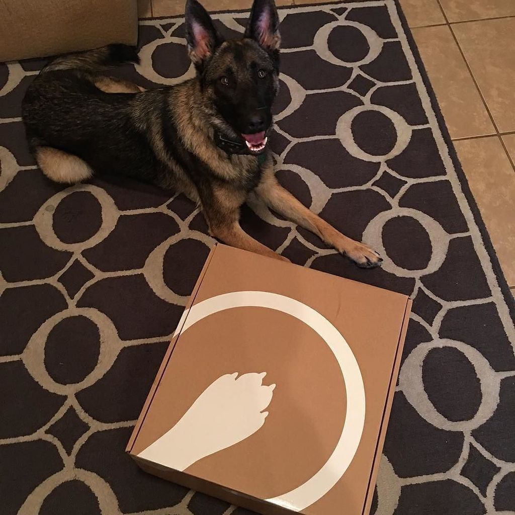 getcleverpet's tweet photo. #HappyHubDay, @meetpepper! We're so excited to see you play on the Hub! 🐾🐕
#Repost @meetpepper
・・・
Does anyone kno… https://t.co/xFjzPMAb0L https://t.co/T7ZGCfZ91M