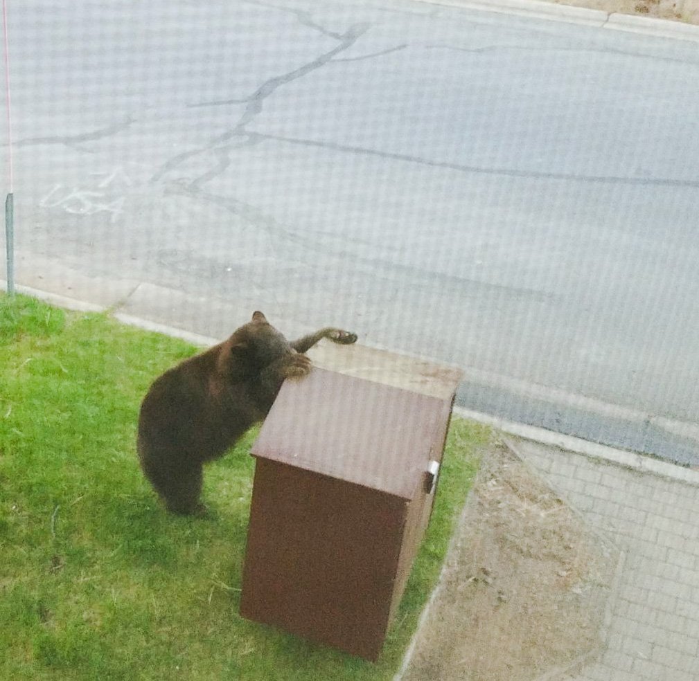 BoxTahoe's tweet photo. Picture from satisfied customer, earlier this week in #SouthLakeTahoe! Model, Tahoe Series #RCE230G #KeepBearsWild #BearAware #TahoeBearBox https://t.co/gNfRbLIiPz