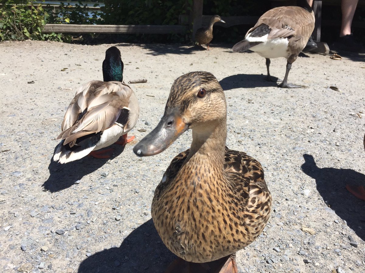 RaesCalvert's tweet photo. So, birds landed on my hand, and I saw a beaver. Good day at the Reifel bird sanctuary. #reifel #birds #beaver? https://t.co/aE7s7n1Juv