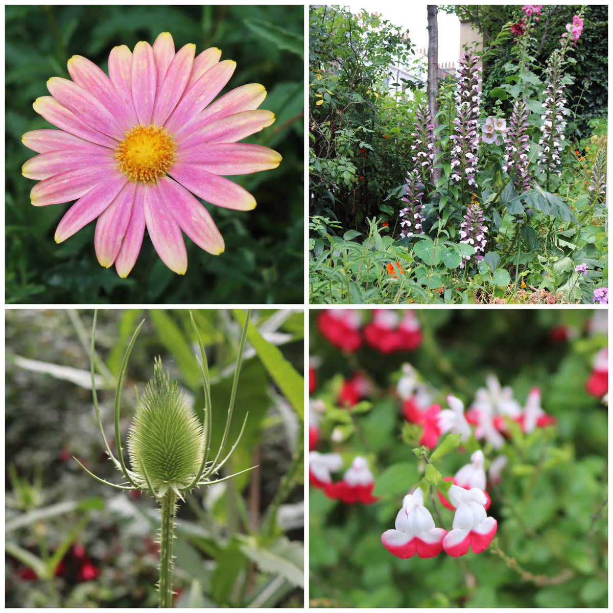 cjsbella's tweet photo. @OpenSquares 3rd garden - Marchmont Community Gardens #OGSW17 #bloomsbury #brunswick https://t.co/xDHwxbv0J5