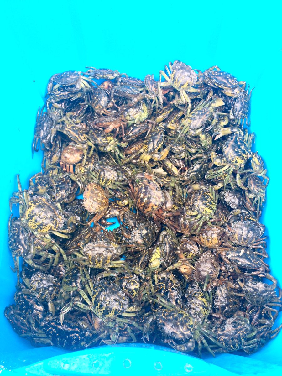 DrSquidgNH's tweet photo. Potential #softshellgreencrabs out of the 100lbs we just sorted! #whatidoforwork https://t.co/NoDhlSI0qs