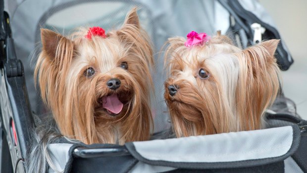 tvtjournal's tweet photo. Client share: Fido at the festival: 5 questions to ask before taking your dog into a crowd - https://t.co/jsWgO9XyAK https://t.co/PGNn6Dl41R