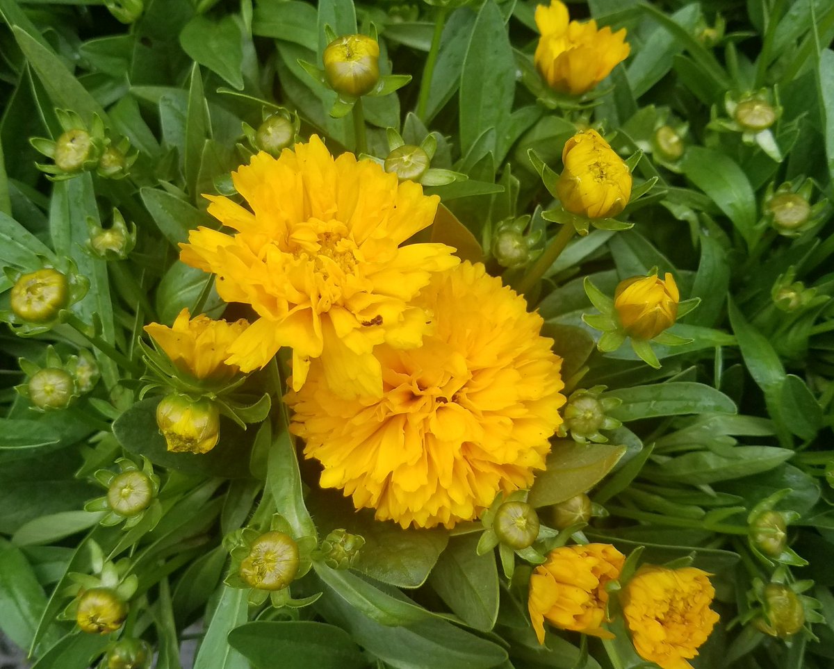 A plethera of perennials <a href="/HomeDepot/">The Home Depot</a> 906 Watchung! Enjoy up close or like a meadow view <a href="/GardenStateGSG/">Garden State Growers</a> <a href="/ChristineTHD/">Christine Sweeney</a> <a href="/nyyroro/">Ro Rodriguez</a>