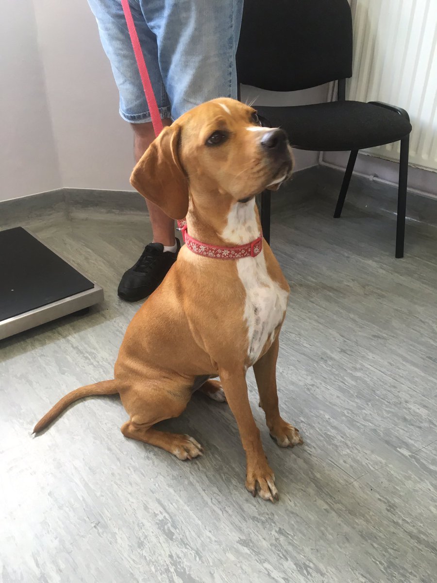 bernedoodle adoption near me