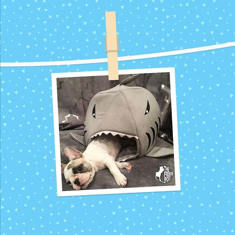 itspuffpuffpaws's tweet photo. Thanks for the #puffwithus tag @frenchieposts! Loving your puffers' enthusiasm! 😜😂💙🦈 Search: 'Shark Bed’ 🦈
SHOP NO… https://t.co/FagevufxTV https://t.co/3XMGaFs74o