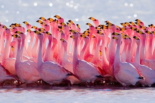 FactRiverCom's tweet photo. June 23 Is The Annual PINK FLAMINGO DAY And It’s Beautiful 
https://t.co/634eagC6I6 
#animal #flamingo #pinkflamingo #pinkflamingoday https://t.co/hfHgtQ2FIg