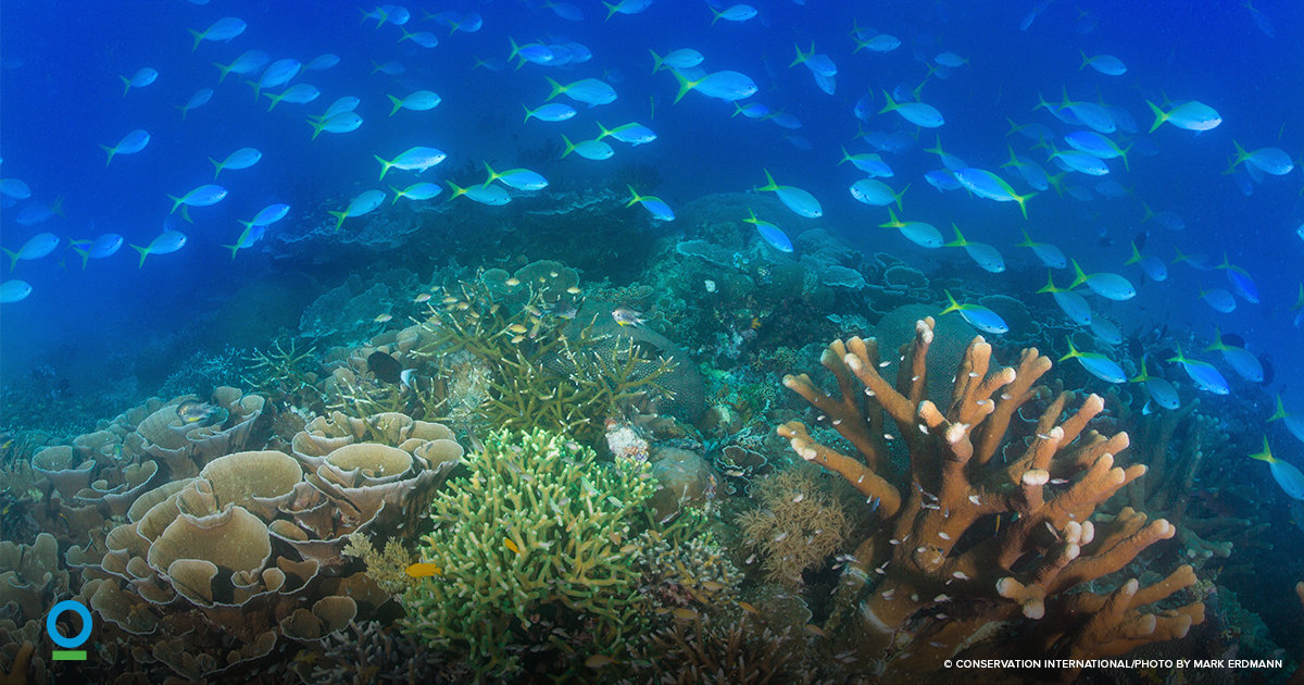 ConservationOrg's tweet photo. Amid widespread coral bleaching, this #reef is thriving: https://t.co/QV71RoxGp0 https://t.co/PsCs8W6NUN