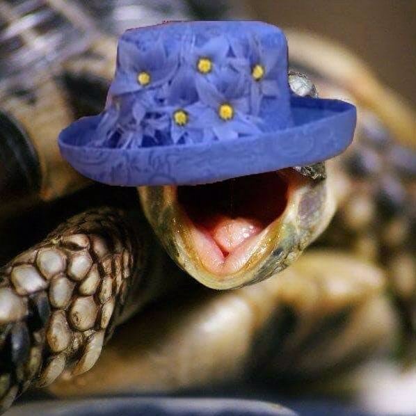Flo_Tortoise's tweet photo. #NewProfilePic https://t.co/QawBd501ma