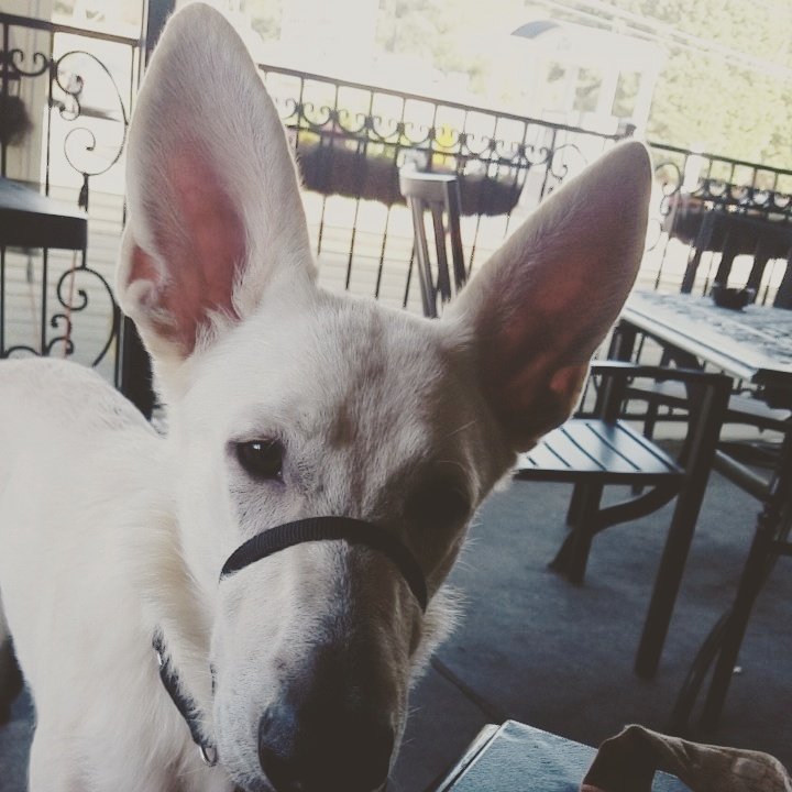mywhitepup's tweet photo. Hitting the patio again for dinner with my parents! #donovans #whiteshepherd #fridaydinnerdate https://t.co/bdbZVa5uvf