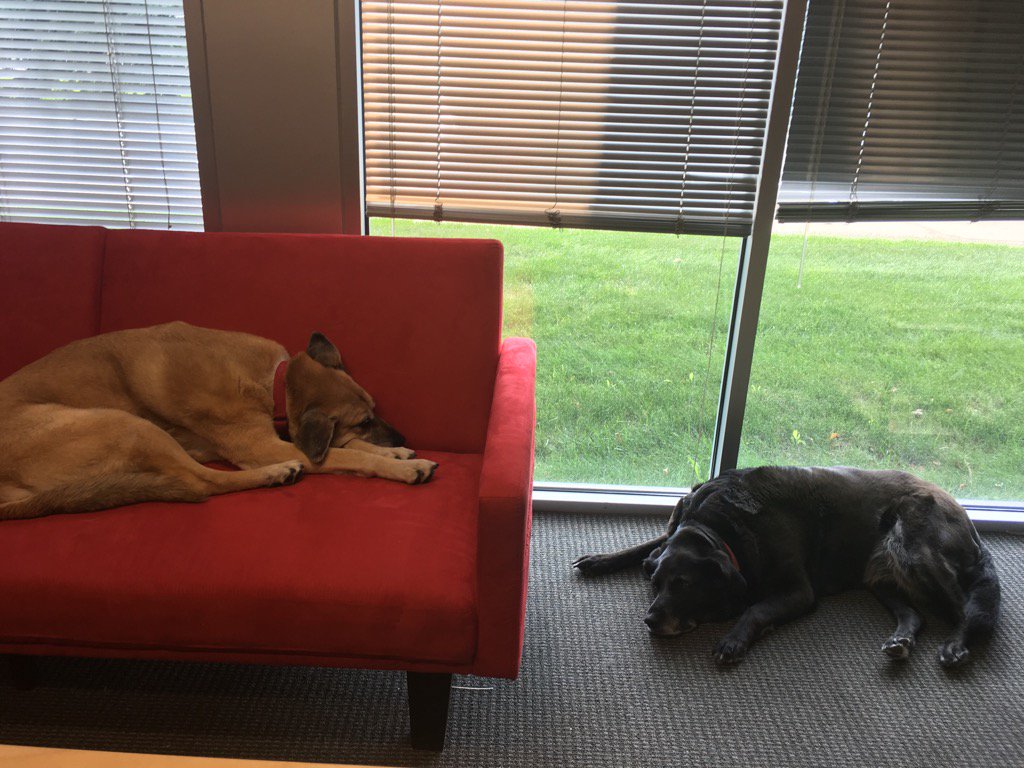 Brought my dogs!!! #BringYourDogToWorkDay