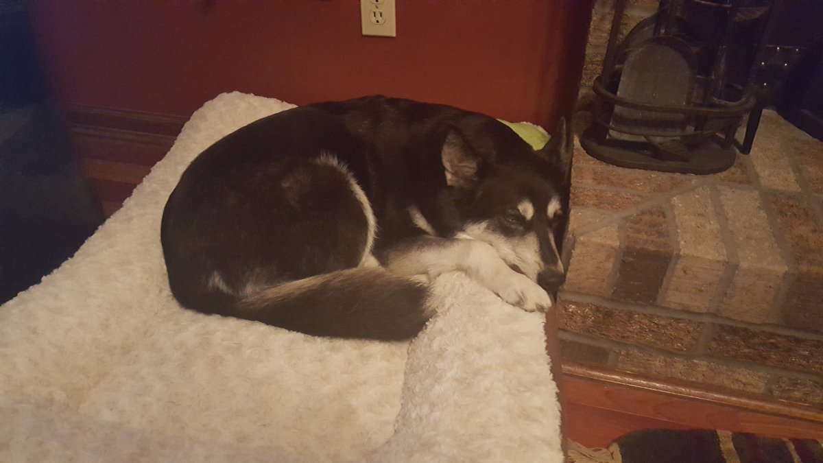 PinkDragonSheep's tweet photo. My dog, a #breakdoodle of my dog referenced from a trace of the photo, and another doodle referenced from the photo itself. https://t.co/pguMP3gi7y