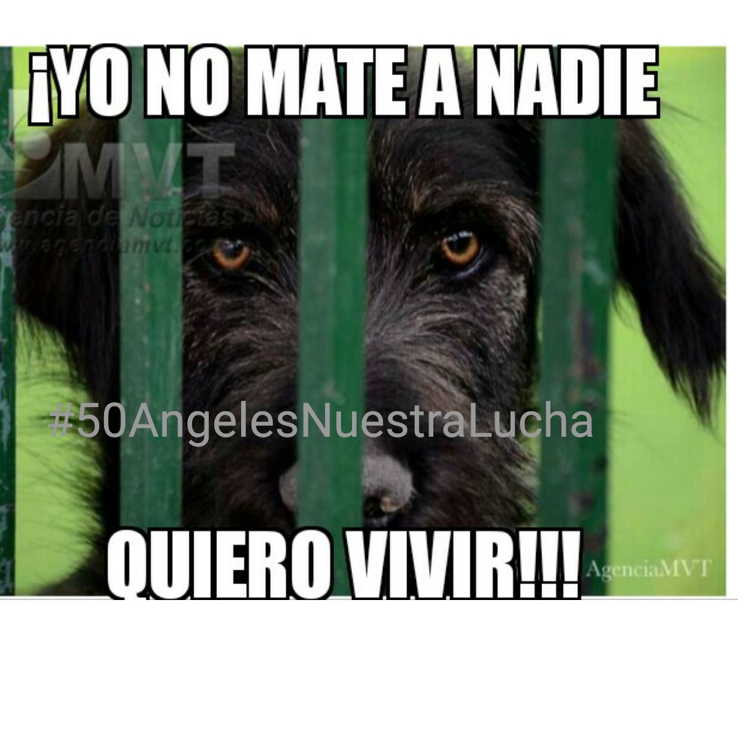 alezazulyoro's tweet photo. @prensaanimal4 @Buscando1amigo @Eliza_SotoP @Paola_Ortal @DefAnimalMX @Laura_Lorena17 @propaem_sma @eruviel_avila @Gestion_Eruviel https://t.co/onb756FoYY