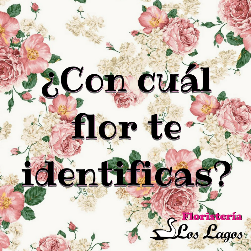 floslagos's tweet photo. ¿Con cuál te identificas? #AmigosDeLasFlores https://t.co/7NRm0fqsHO