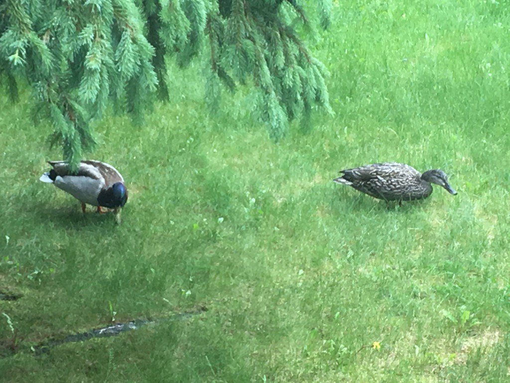 Clarence Fisher tweet media