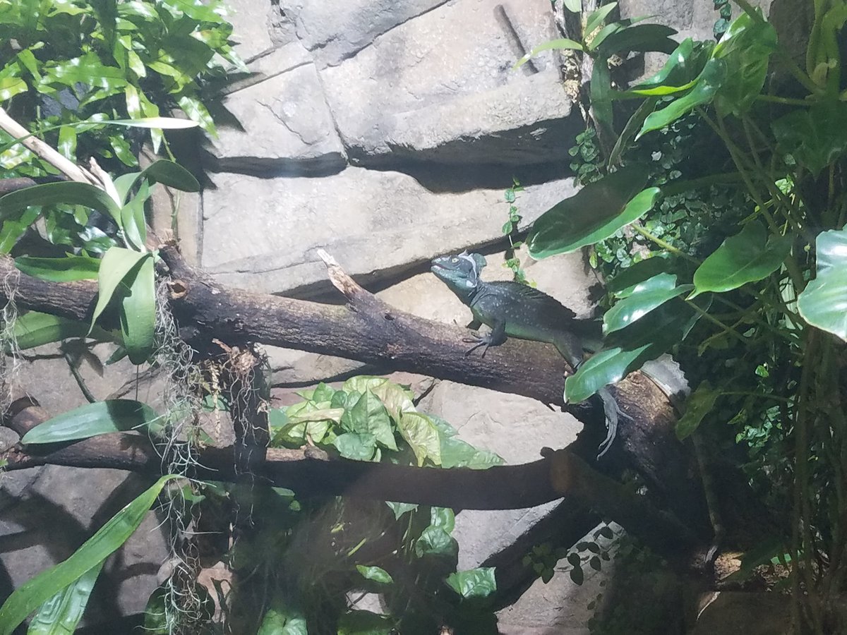 AnnEverygray's tweet photo. There's a basilisk at the aquarium! #hpreference https://t.co/v1kxLFYTbH