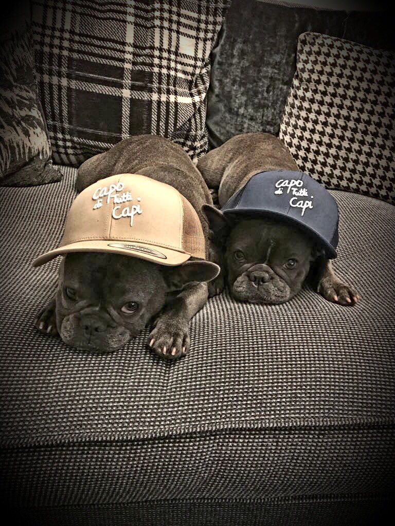 MrHunterUK's tweet photo. Looking good Harley & Halle rocking them @capo_uk hats #frenchie #selfie #CapoUK #frenchbulldog #dog #doglover #Summer https://t.co/0Jwt06LvJk