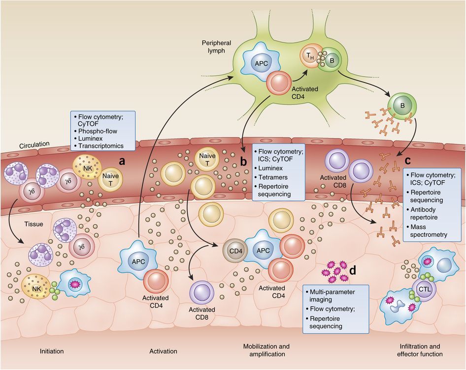 mmw_lmw's tweet image. Understanding #HumanImmunity | MarkDavis @Stanford reviews impact of #Systems level analysis | @NatImmunol buff.ly/2s1dYbX