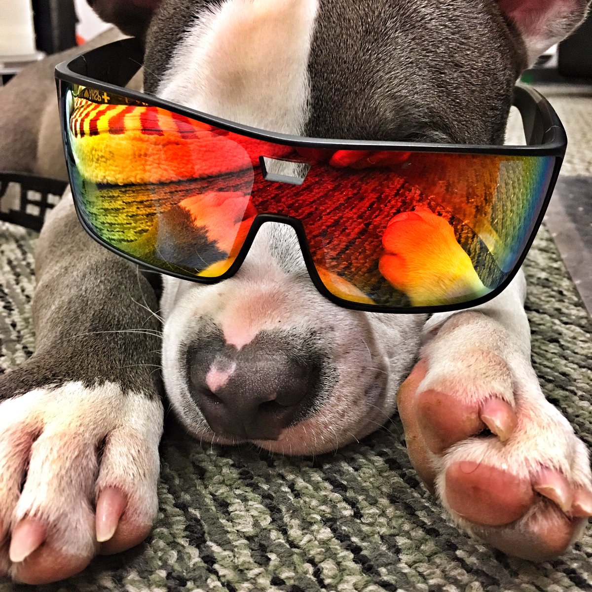 SportStable_CO's tweet photo. #TakeYourDogToWorkDay I even get my own ID. Thank you @RRSportStable for being dog friendly facility! #superiorCO #sportStable https://t.co/e3MIaPLGLH
