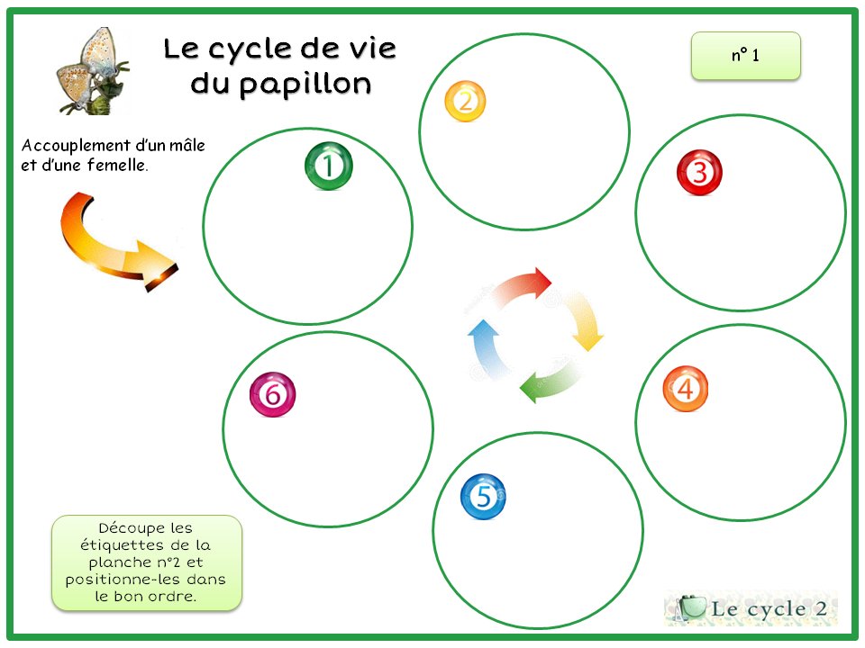Lecycle2 Le Cycle De Vie Du Papillon Questionner Le Monde Le Vivant Cycle 2 Ce1 Ce2 T Co Qtlz6kaktw