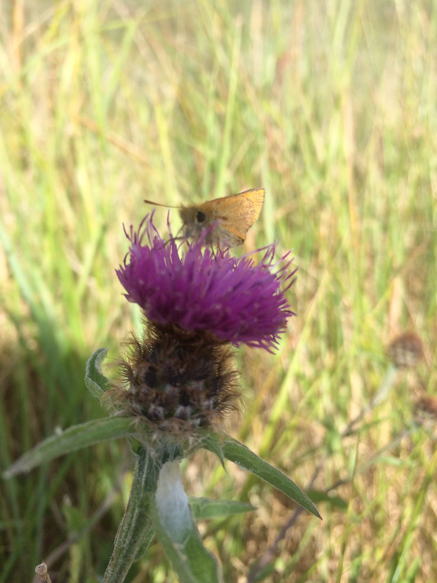 AngelikaHTCG's tweet photo. Is that a 'Large Skipper' on the #CommonKnapweed? @Barbus59 - Rye Harbour - so windy, surprised it's not all blurred! ๐จ๐#wildflowers https://t.co/UeW89r2FSh