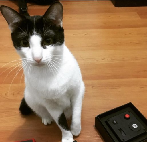 coilmasternet's tweet photo. Today's work 👉 Learn to help my dad to build coils for his atomizer. 😼
PC: ucing_meow 
#CoilMaster #vapemail #FF #vape #521MiniTab https://t.co/I7DWuZ3u3f