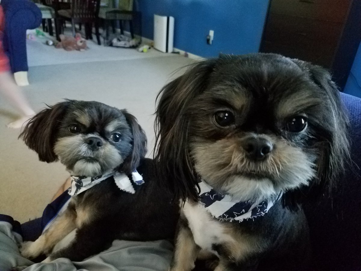 Dave_Samuel5's tweet image. Hoz and Moose are ready for the @Royals  game to start tonight. #CoolNames #RaisedRoyal