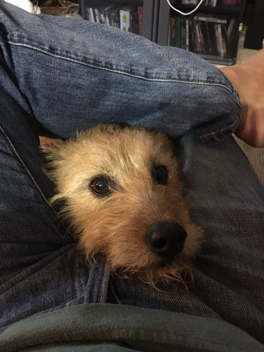 mr_saynot's tweet photo. I think someone wants my attention https://t.co/roMFVQn3zX