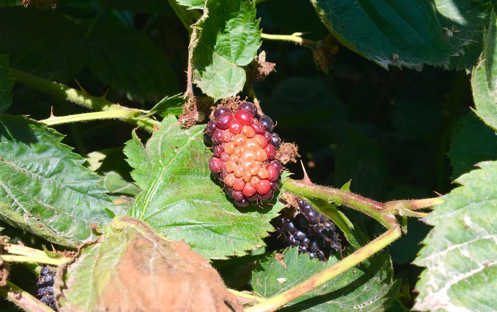 DaleYurongABC30's tweet photo. This heatwave is causing sunburn in valley blackberries #Liveat6 #ag #farm #AgWatch https://t.co/I4RnwWrCzy