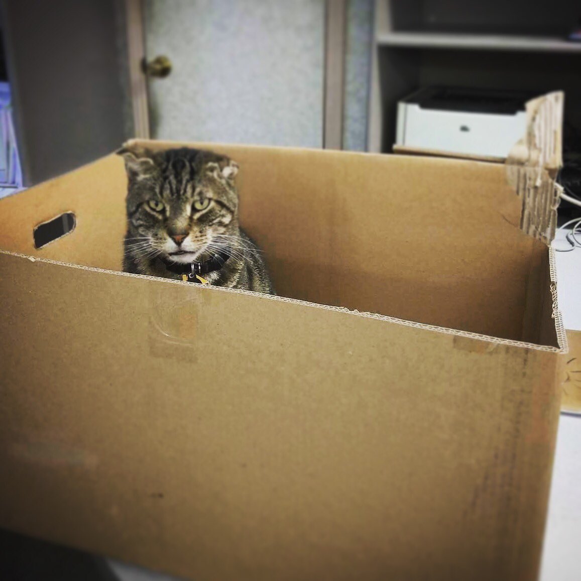 super_scrappy's tweet photo. I've never met a box I didn't like.

People are another story. 😽

#longisland #catsoftwitter #cats https://t.co/iLUSrB80rC