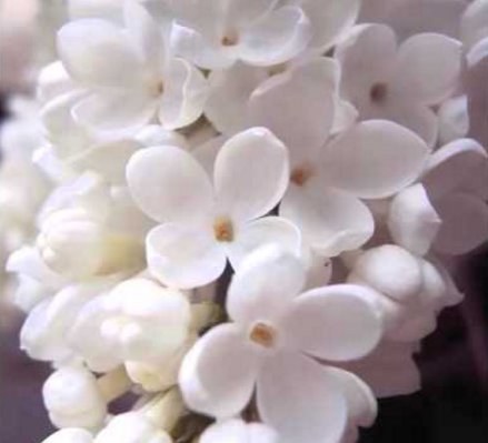 大事な人への花言葉 ホワイトライラック ライラックの花はハート型をしていて フランスでは白いライラックは青春のシンボルとして親しまれています 花言葉は 青春の喜び T Co Cs3dy9qweu Twitter