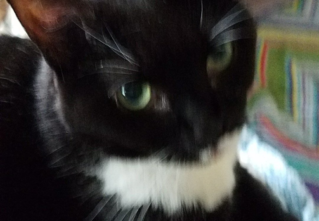 PamMaccabee's tweet image. Lilly the cat asks us to #DemExit #RepubExit