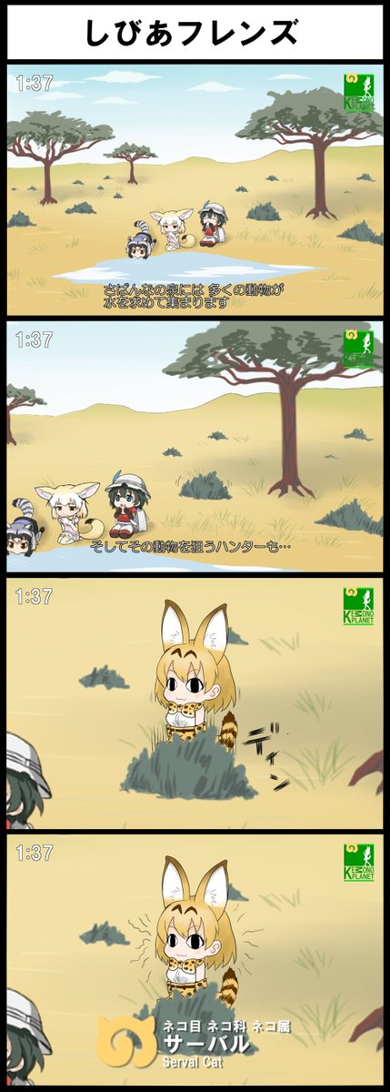 BBCみてたらできた。 #けものフレンズ #4コマ漫画 #サーバル 