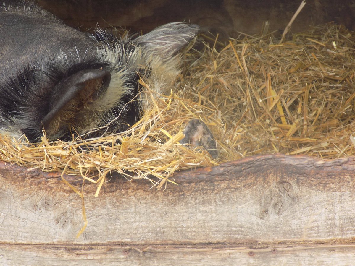 BorthZoo's tweet photo. One of our pigs having a lie in! https://t.co/Y34SEhizZb