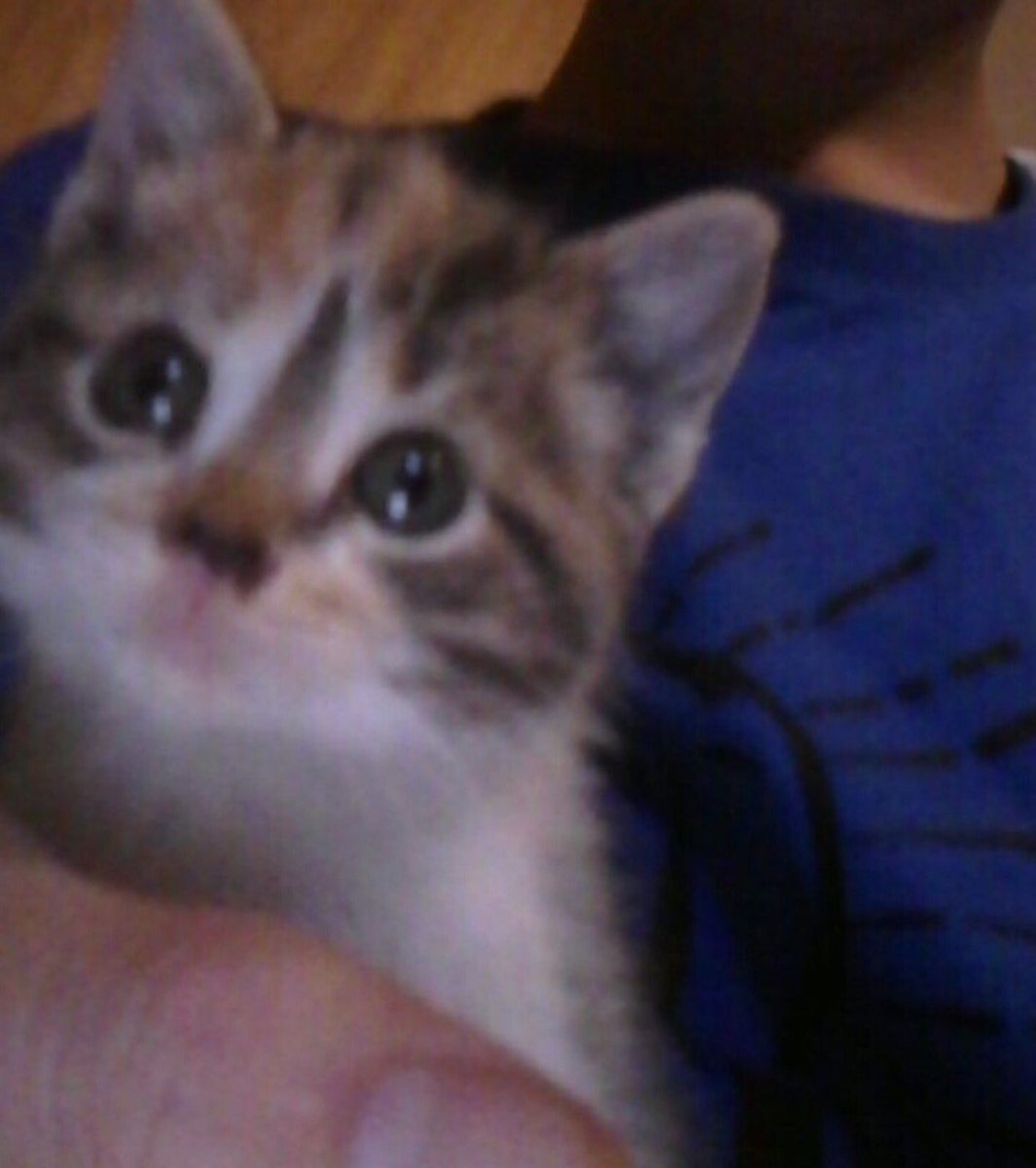 //. My new kitten needs a name help me out it's a girl