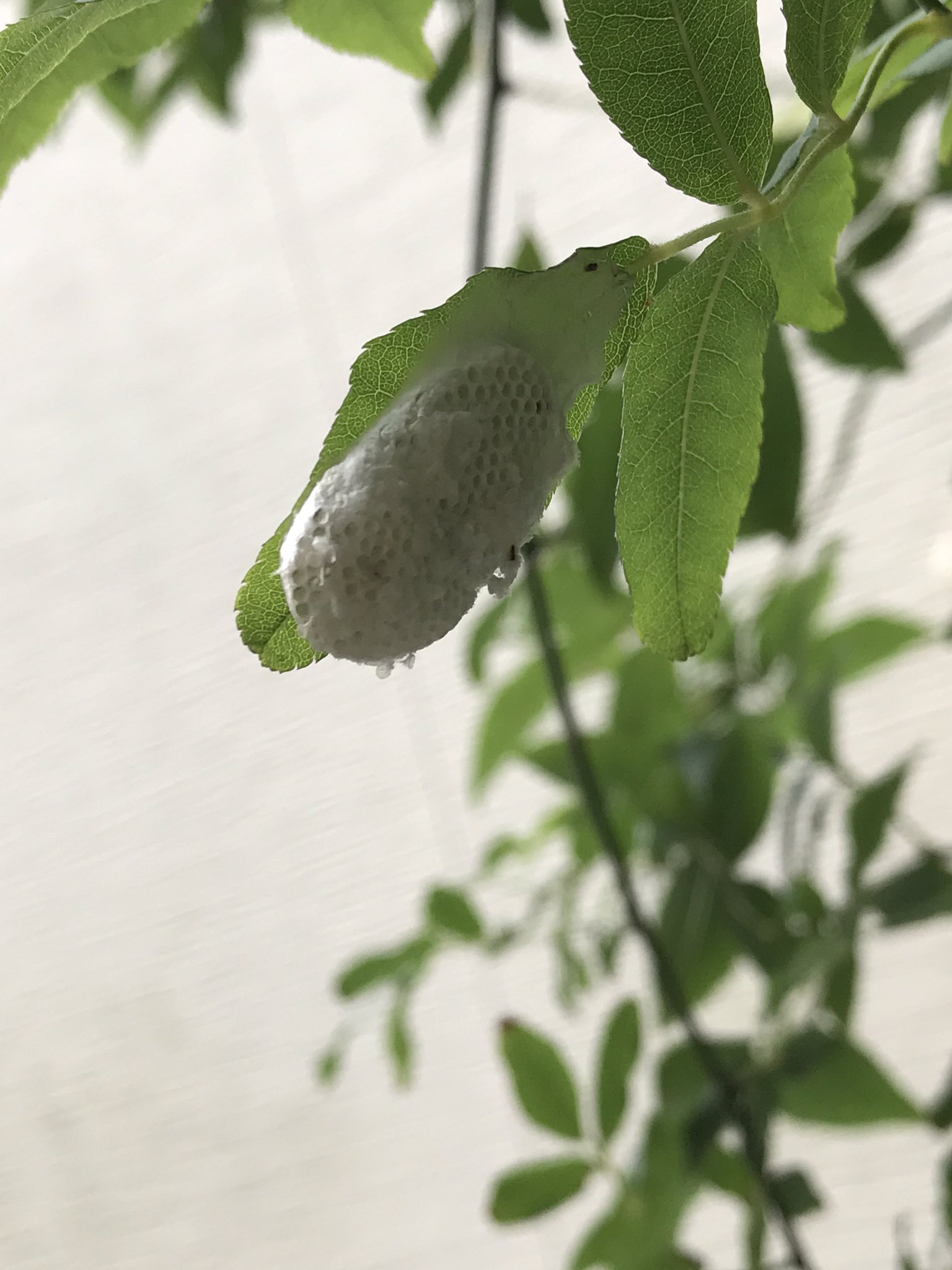 おへそのごま 詳しい方ー コレなんでしょう モッコウバラの葉裏についていました サイズは人差し指の第一関節分くらい ドクガの仲間の卵塊かとおっかなびっくり見たのですが 卵というより蜂の巣みたいに小部屋がくっついてるようにも見えます