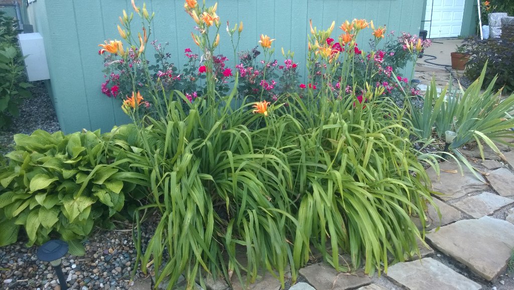 booksnobsue's tweet photo. Random......love, love my beautiful garden๐.
#MichiganBulb https://t.co/QCjacH8y5c
