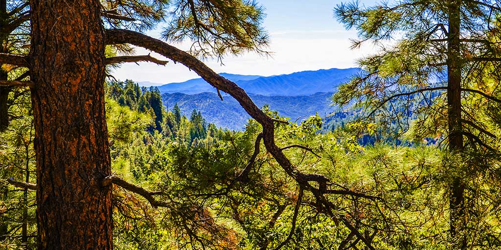 PrescottNF's tweet photo. โThe clearest way into the Universe is through a forest wilderness.โ John Muir @PrescottNF #ViewsViewsViews https://t.co/BJgP06Plal