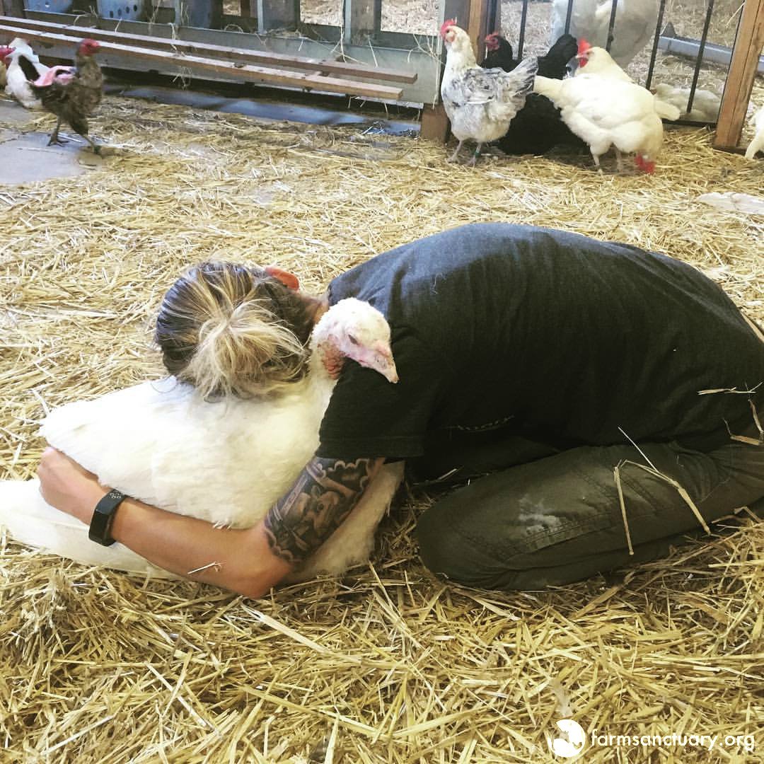 FarmSanctuary's tweet photo. We don't call Alexandra turkey "the world's #1 snuggler" for nothing! This sweet girl loves hugs, laps &amp; belly rubs! https://t.co/IQZpRDAOTZ https://t.co/w5SzbHSKVa