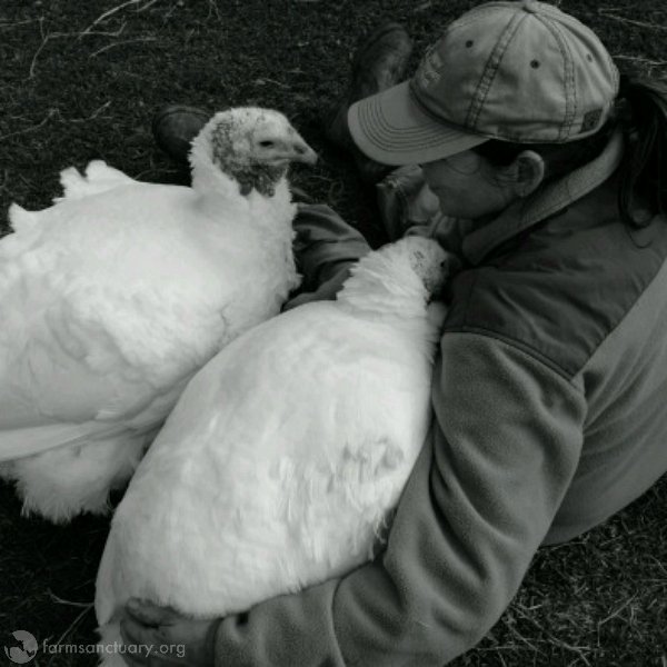 FarmSanctuary's tweet photo. We don't call Alexandra turkey "the world's #1 snuggler" for nothing! This sweet girl loves hugs, laps &amp; belly rubs! https://t.co/IQZpRDAOTZ https://t.co/w5SzbHSKVa