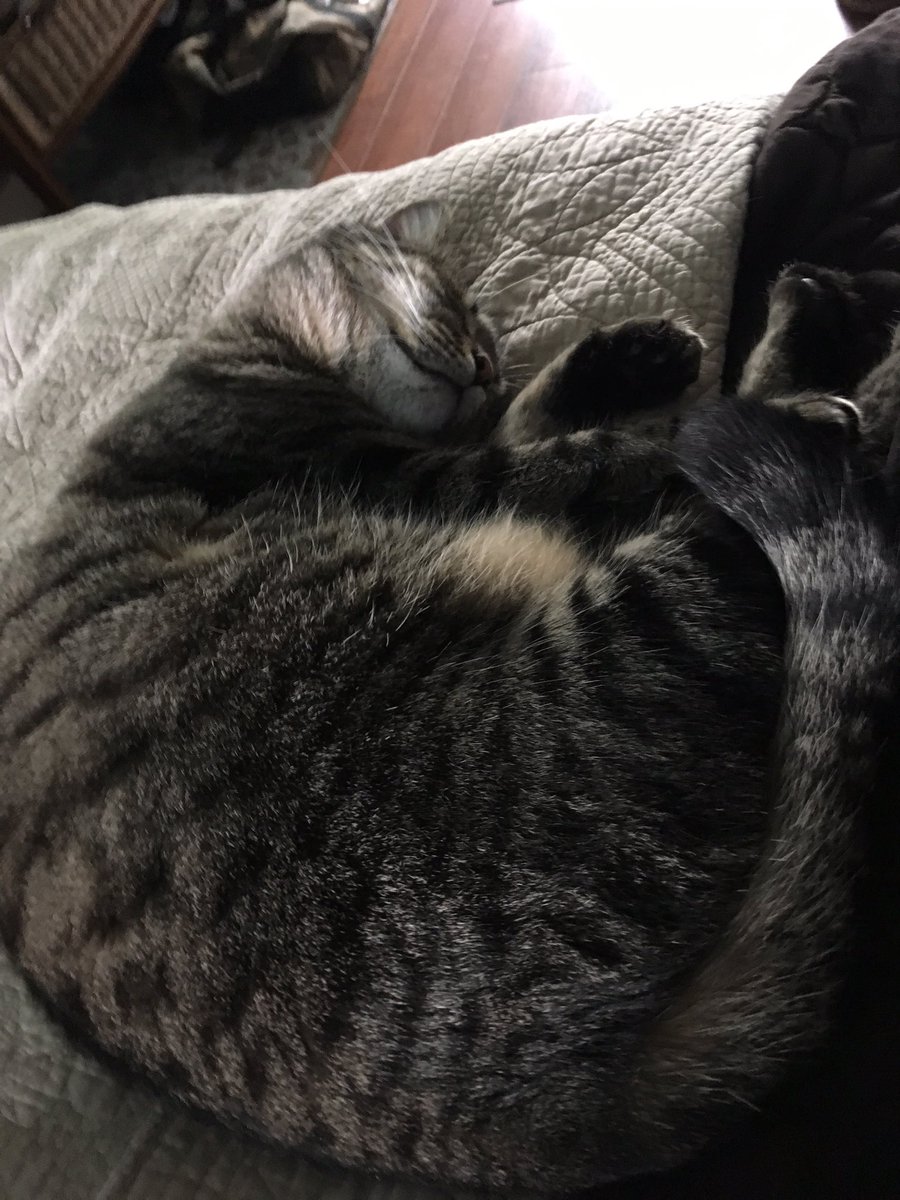 DenverTheCat67's tweet photo. It's nappy time! #cute https://t.co/yI1FazPDGi