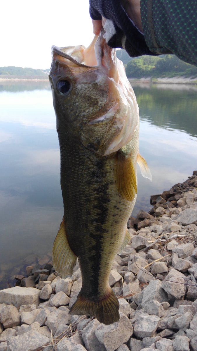 すみっこバス釣り人 Smtc1102 Twitter