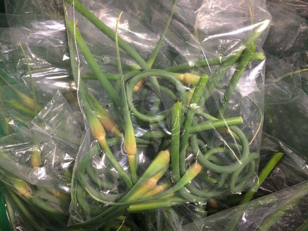 ForkInTheRowed's tweet photo. We will have garlic scapes, romaine, butter &amp; oakleaf head lettuce, salad mix, spinach and more from 8-1 @ExParkLeth #yql #localfood https://t.co/bjjodpFJ3u